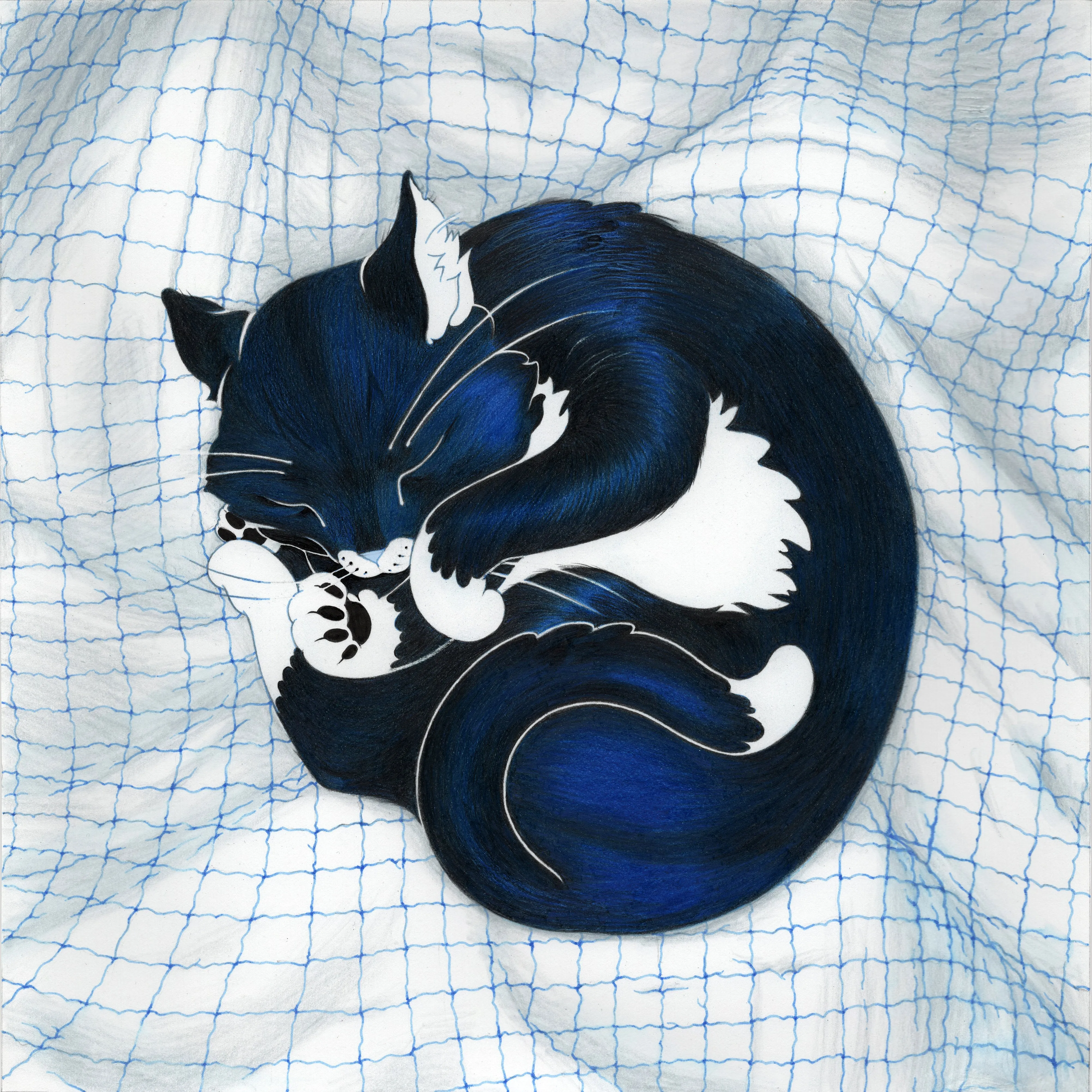 Cassia Lupo - "Blue Cat" Art Print