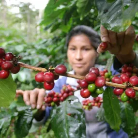 Santa Ana 96H Natural Anaerobic, Anserma Jòvenes Caficultores - Caldas